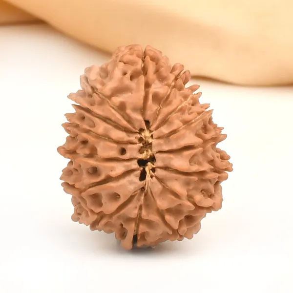15_Mukhi_Rudraksha_Bead_Nepal