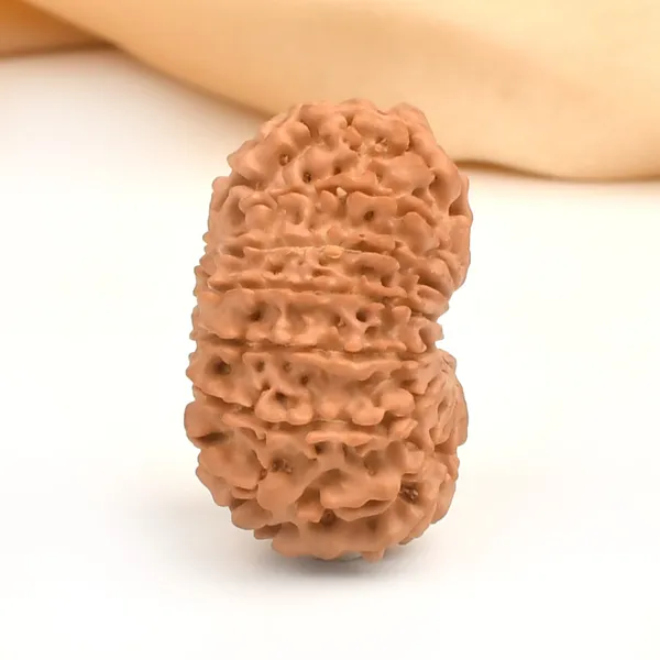 15_Mukhi_Rudraksha_Bead_Nepal
