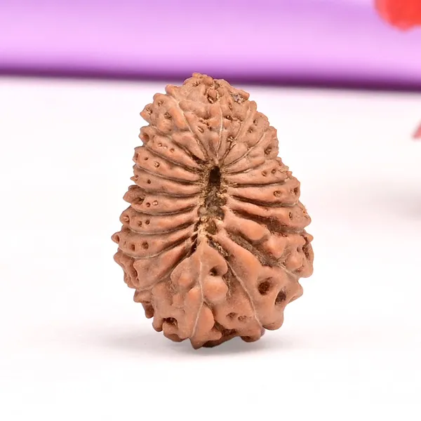 19_Mukhi_From_Java_Indonesia_Lxxxvii