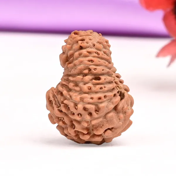 19_Mukhi_From_Java_Indonesia_Lxxxvii