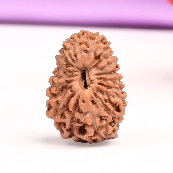 19_Mukhi_From_Java_Indonesia_Lxxxvii
