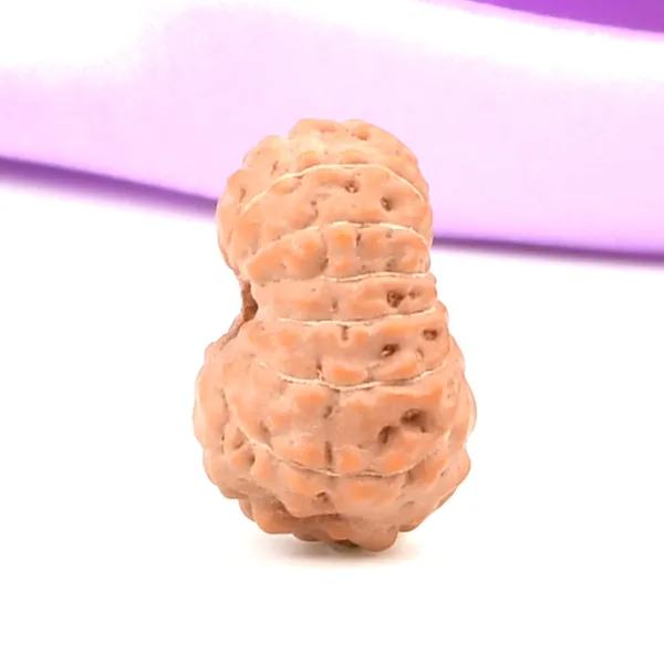 14_Mukhi_Rudraksha_Bead_Java_Indonesia