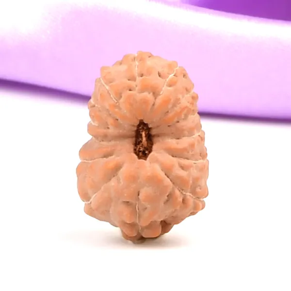14_Mukhi_Rudraksha_Bead_Java_Indonesia