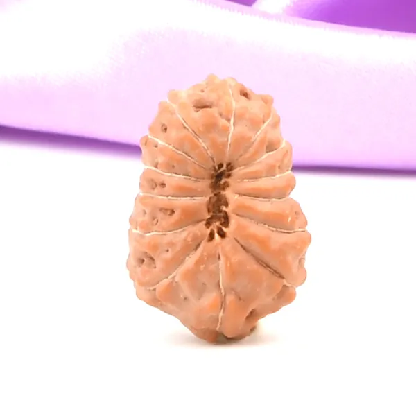 14_Mukhi_Rudraksha_Bead_Java_Indonesia