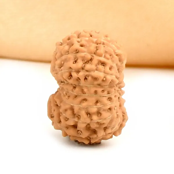 16_Mukhi_From_Java_Indonesia_Ccxxvi