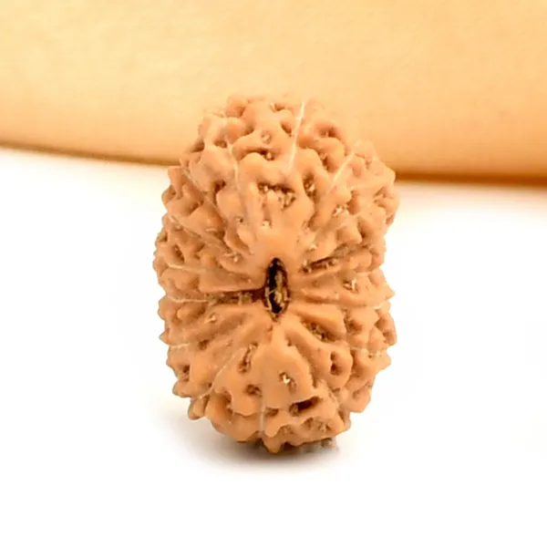 16_Mukhi_From_Java_Indonesia_Ccxxvi