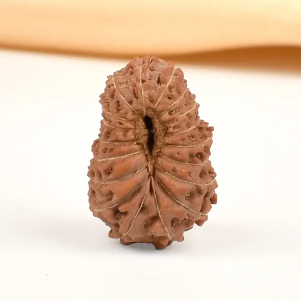 Techpandit_18_Mukhi_Rudraksha_Bead_Java_Indonesia_Small