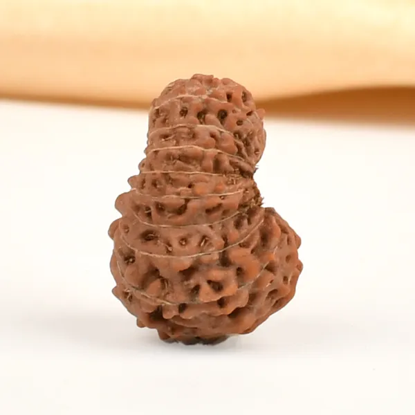 Techpandit_18_Mukhi_Rudraksha_Bead_Java_Indonesia_Small