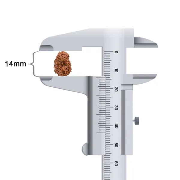 Techpandit_18_Mukhi_Rudraksha_Bead_Java_Indonesia_Small