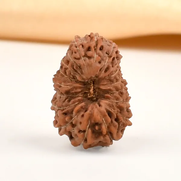 Techpandit_18_Mukhi_Rudraksha_Bead_Java_Indonesia_Small