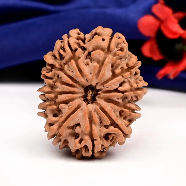 Techpandit_12_Mukhi_Rudraksha_Bead_Nepal_Large