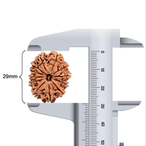 Techpandit_12_Mukhi_Rudraksha_Bead_Nepal_Large