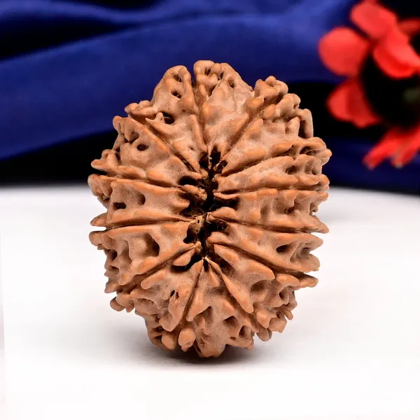 Techpandit_12_Mukhi_Rudraksha_Bead_Nepal_Large