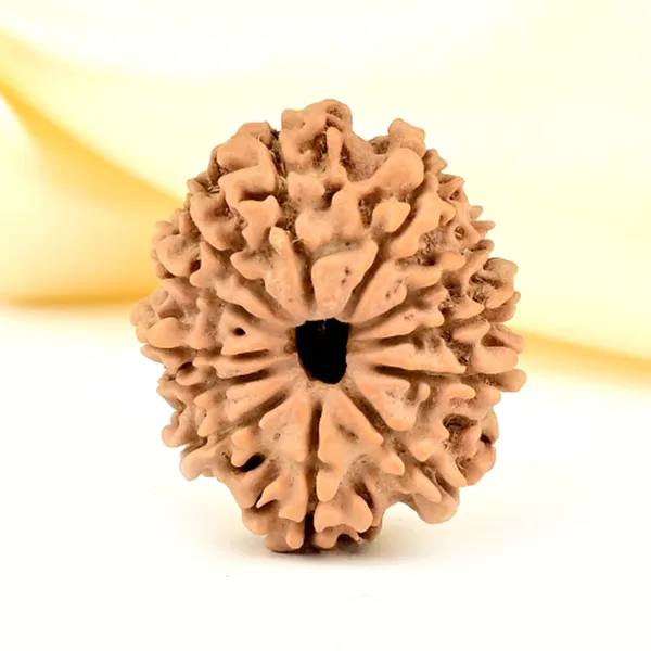 12_Mukhi_From_Nepal_Small_Cdlxxvi