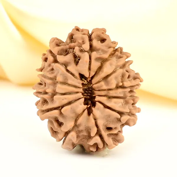 12_Mukhi_From_Nepal_Small_Cdlxxvi