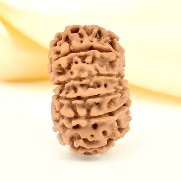 12_Mukhi_From_Nepal_Small_Cdlxxvi