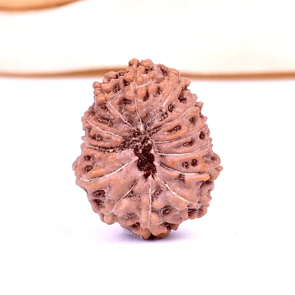 Techpandit_13_Mukhi_Rudraksha_Bead_Java_Indonesia