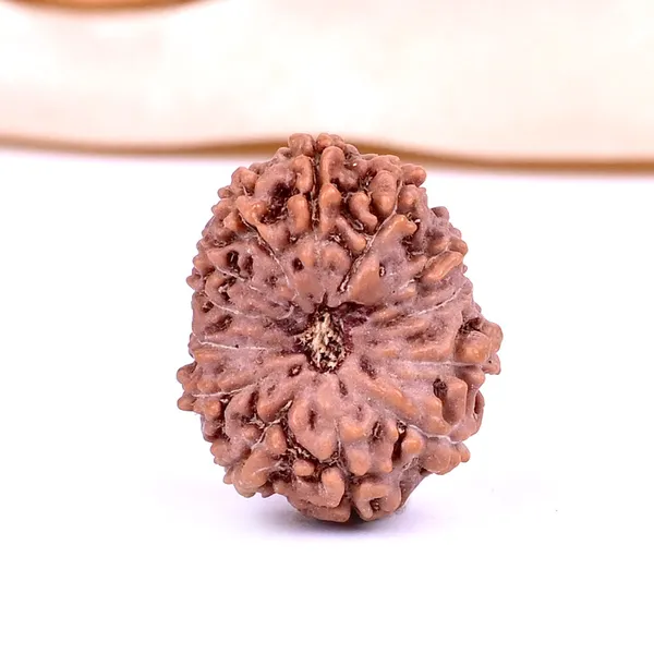Techpandit_13_Mukhi_Rudraksha_Bead_Java_Indonesia