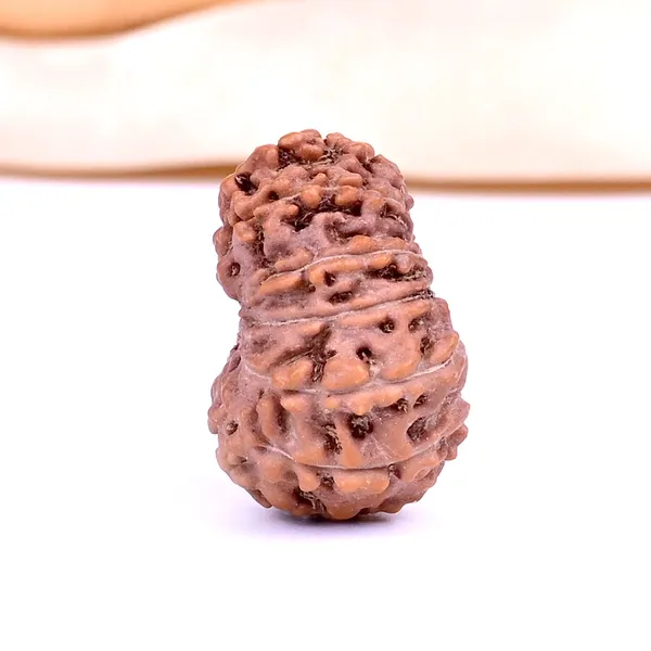 Techpandit_13_Mukhi_Rudraksha_Bead_Java_Indonesia