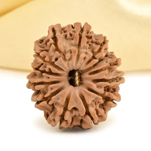 Techpandit_13_Mukhi_Rudraksha_Bead_Nepal_Origin