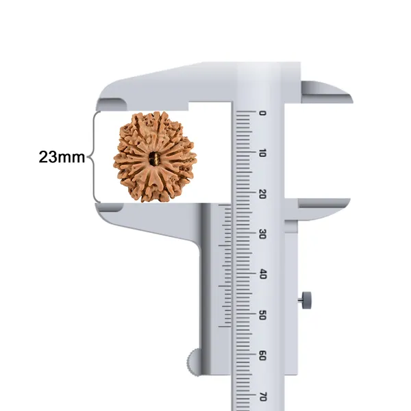 Techpandit_13_Mukhi_Rudraksha_Bead_Nepal_Origin