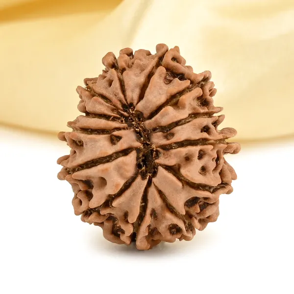 Techpandit_13_Mukhi_Rudraksha_Bead_Nepal_Origin