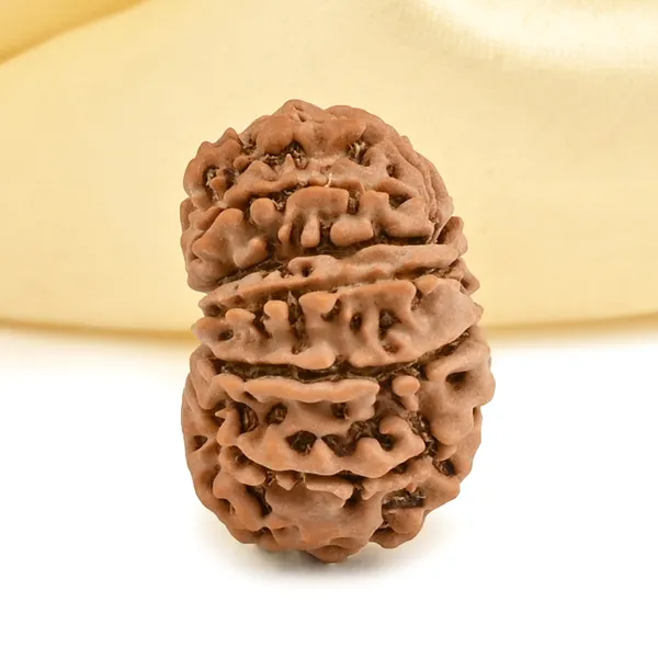 Techpandit_13_Mukhi_Rudraksha_Bead_Nepal_Origin