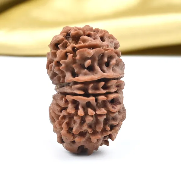 12_Mukhi_Nepal_Rudraksha_Bead