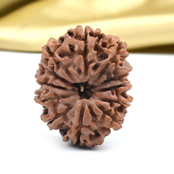12_Mukhi_Nepal_Rudraksha_Bead