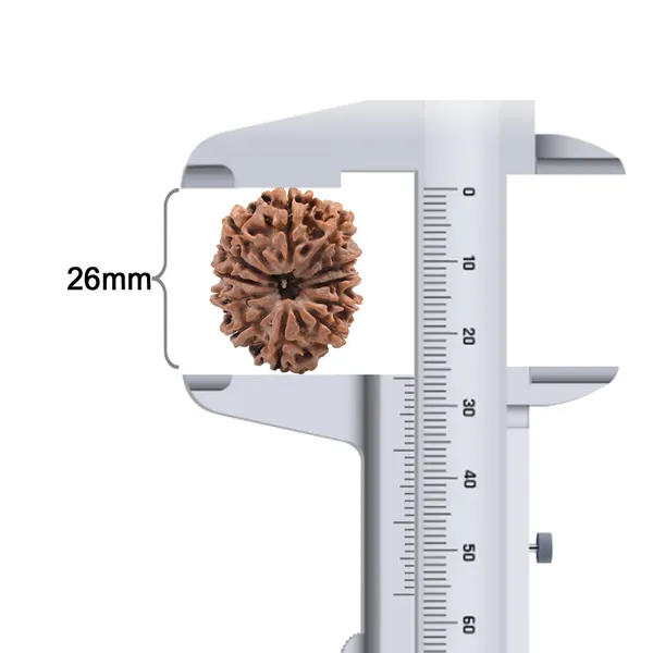 12_Mukhi_Nepal_Rudraksha_Bead