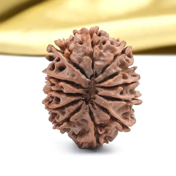 12_Mukhi_Nepal_Rudraksha_Bead