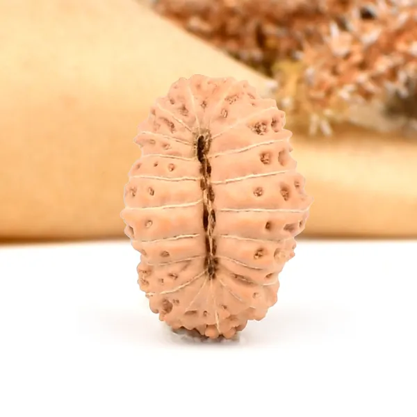 20_Mukhi_From_Java_Indonesia_C
