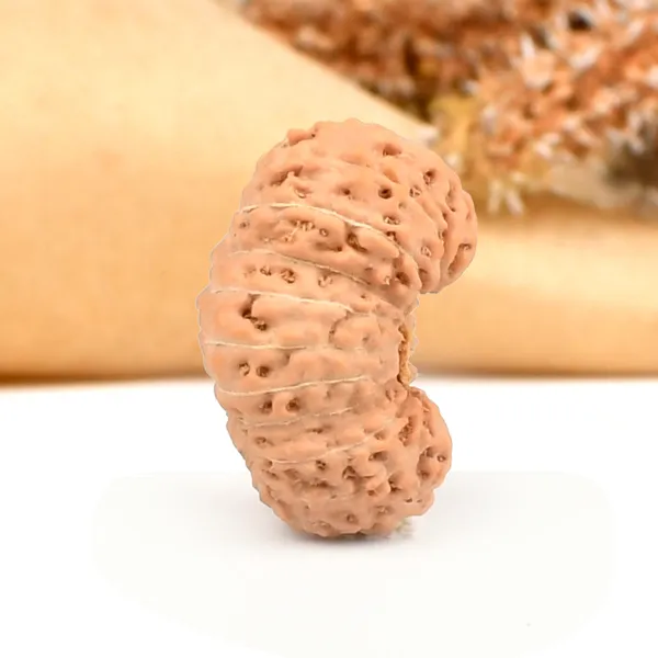 20_Mukhi_From_Java_Indonesia_C