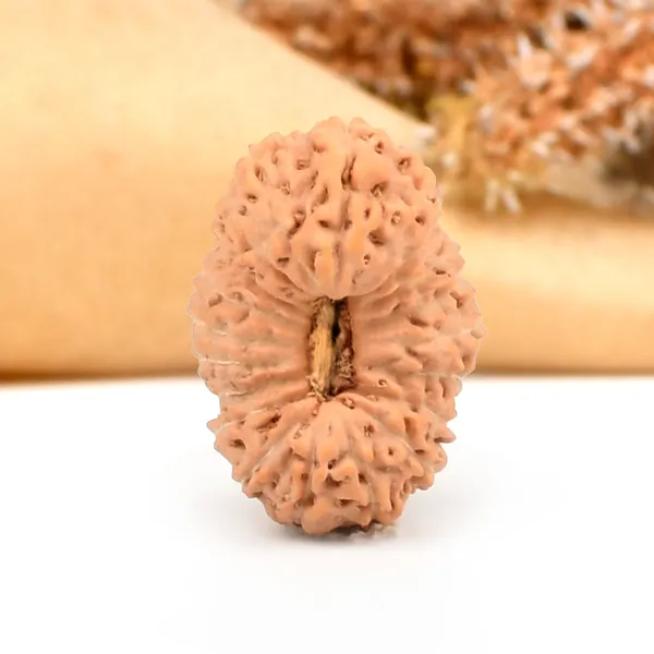 20_Mukhi_From_Java_Indonesia_C