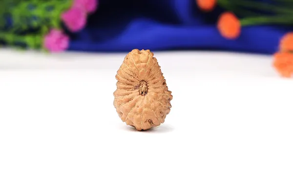 19_Mukhi_From_Java_Indonesia_Large_Lv