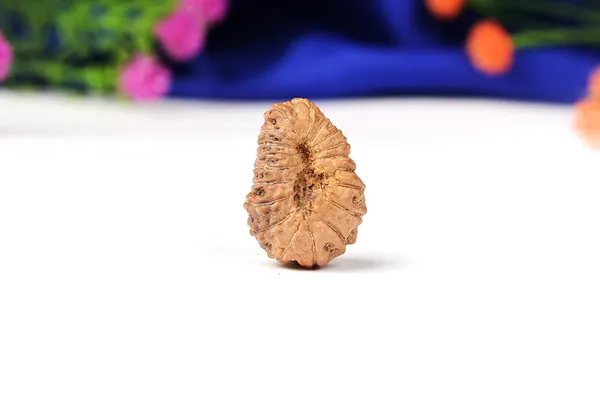 19_Mukhi_From_Java_Indonesia_Large_Lv