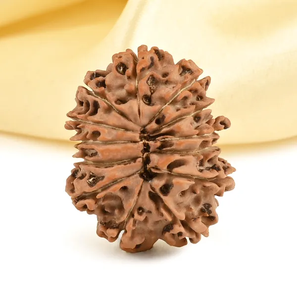 Techpandit_13_Mukhi_Rudraksha_Bead_Nepal_Origin