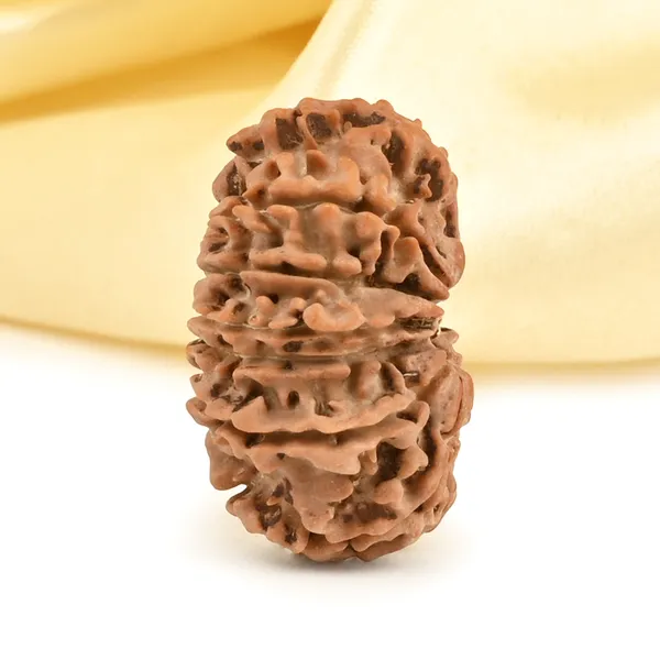 Techpandit_13_Mukhi_Rudraksha_Bead_Nepal_Origin