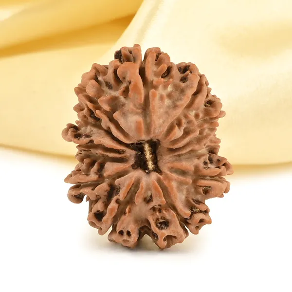 Techpandit_13_Mukhi_Rudraksha_Bead_Nepal_Origin