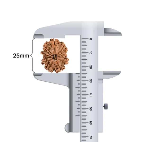 Techpandit_13_Mukhi_Rudraksha_Bead_Nepal_Origin
