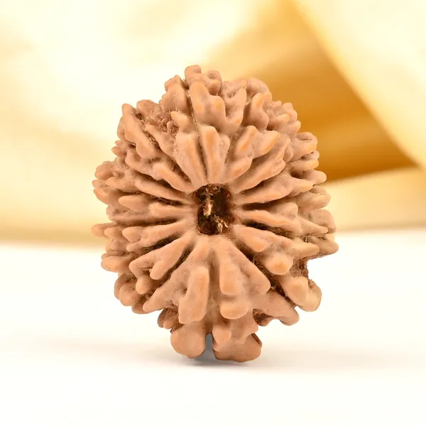 Techpandit_14_Mukhi_Nepal_Rudraksha_Bead
