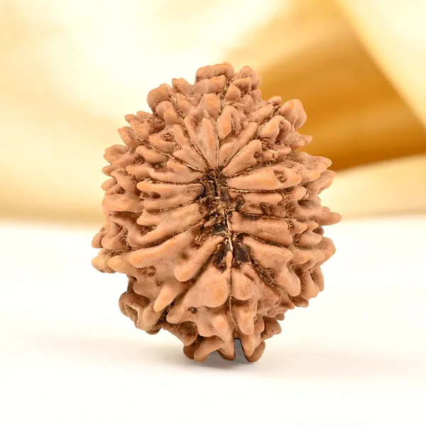 Techpandit_14_Mukhi_Nepal_Rudraksha_Bead