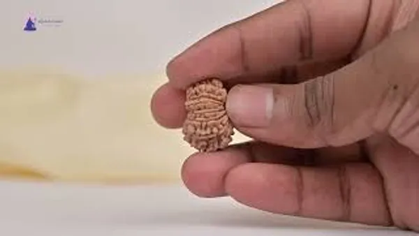 Techpandit_14_Mukhi_Nepal_Rudraksha_Bead