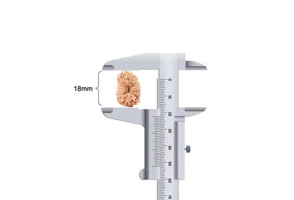 18_Mukhi_Rudraksha_Bead_Indonesia_Large