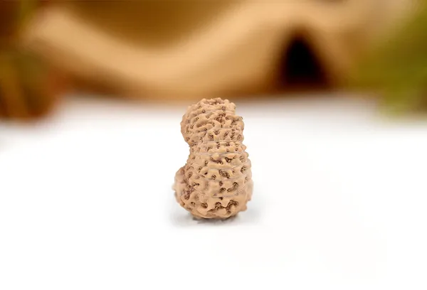 18_Mukhi_Rudraksha_Bead_Indonesia_Large