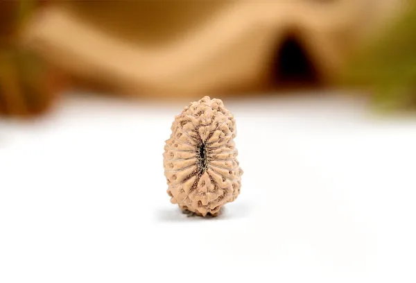 18_Mukhi_Rudraksha_Bead_Indonesia_Large