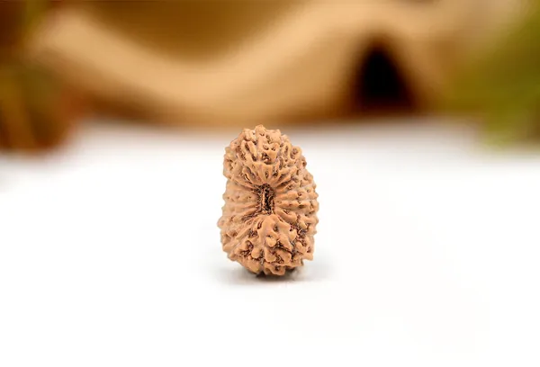 18_Mukhi_Rudraksha_Bead_Indonesia_Large