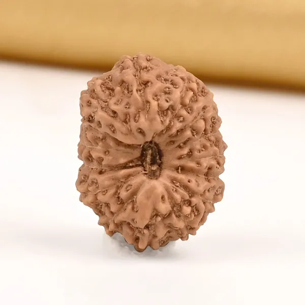 15_Mukhi_From_Java_Indonesia_Small_Cclvii