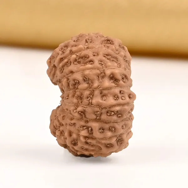 15_Mukhi_From_Java_Indonesia_Small_Cclvii