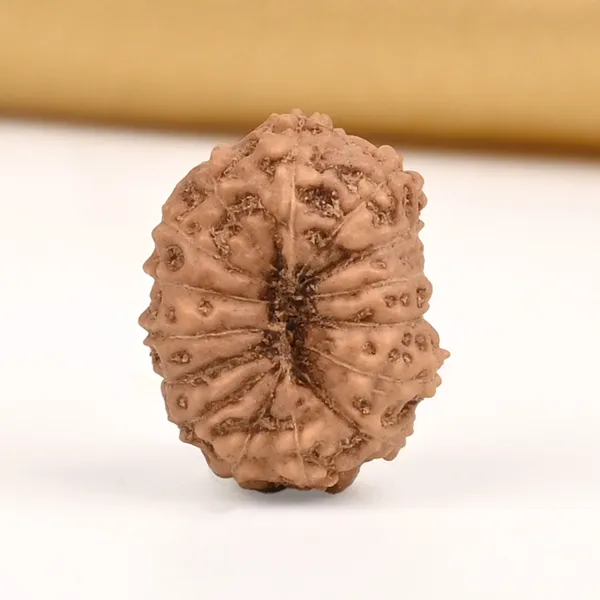 15_Mukhi_From_Java_Indonesia_Small_Cclvii